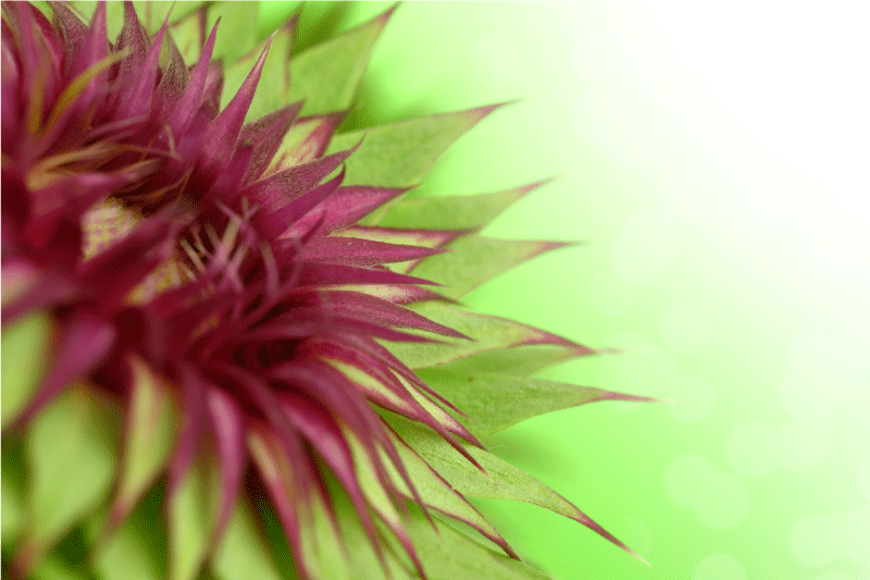 Distel planten design placemat - TenStickers