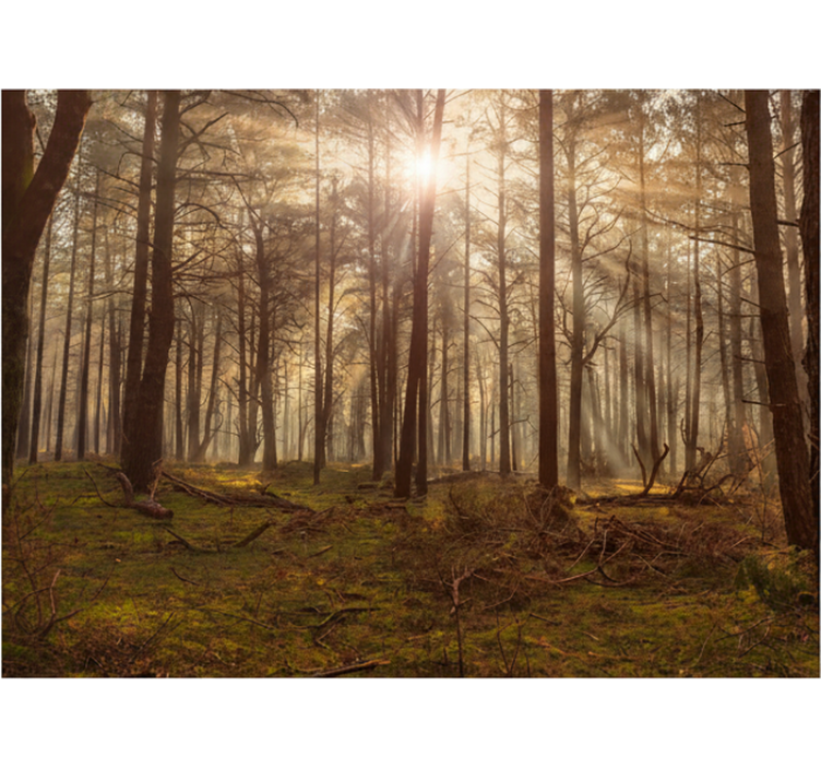 Behang bos golden wildlife lounge - TenStickers