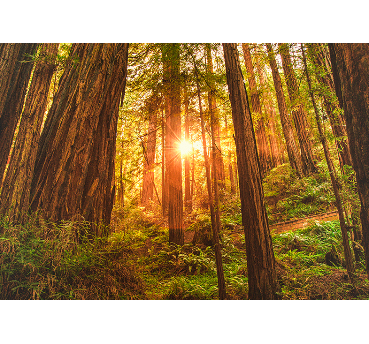 Mooi bos fotobehang met een zonnetje - TenStickers