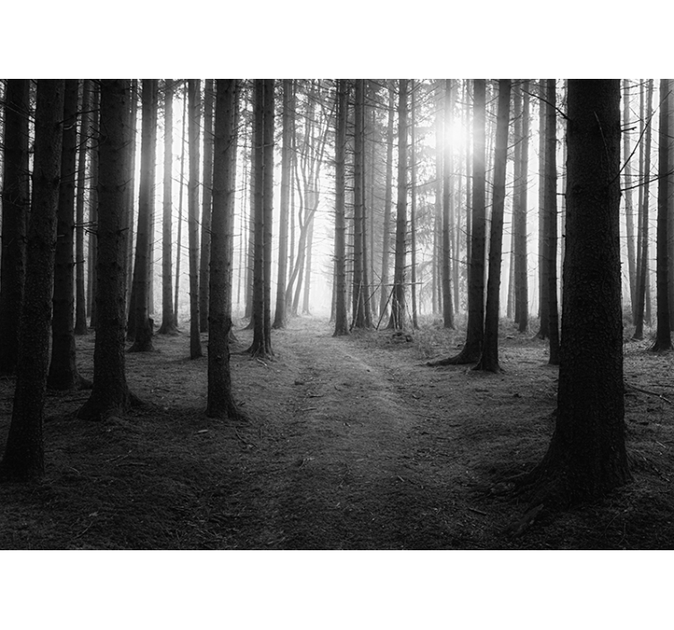 Fotobehang zwart en wit bos - TenStickers