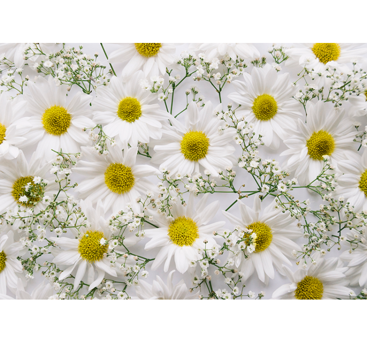 Fotobehang bloemen witte madeliefjes cluster - TenStickers