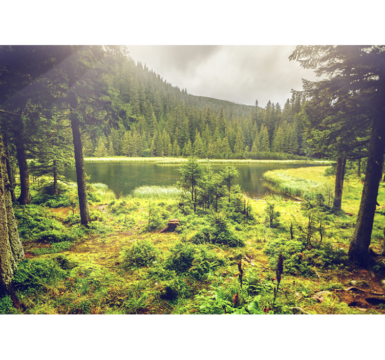 Groene bomen bos fotobehang - TenStickers
