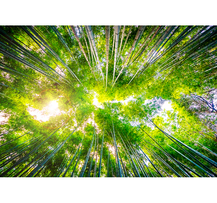 Fotobehang ruimte bomen met bamboe - TenStickers