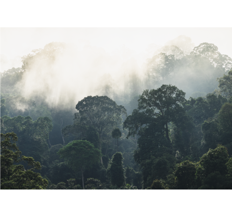Foto behang natuur mistige bosuitzicht - TenStickers