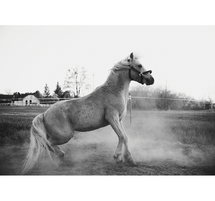 Fotobehang dieren galopperend pony - TenStickers