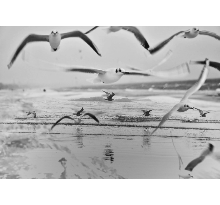 Meeuwen boven de oceaan fotobehang dieren - TenStickers