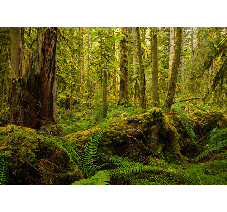 Behang bos weelderig boslandschap - TenStickers