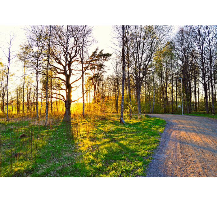 Foto behang natuur zonovergoten bospad - TenStickers