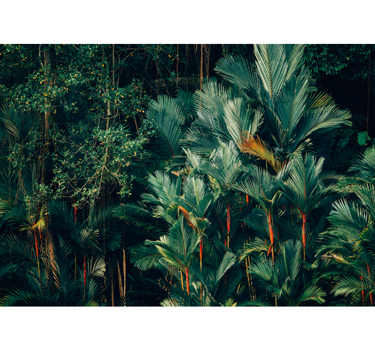 Foto behang natuur exotisch palmblad foliage - TenStickers