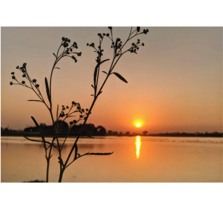 Zonsondergang silhouet bloesems foto behang natuur - TenStickers