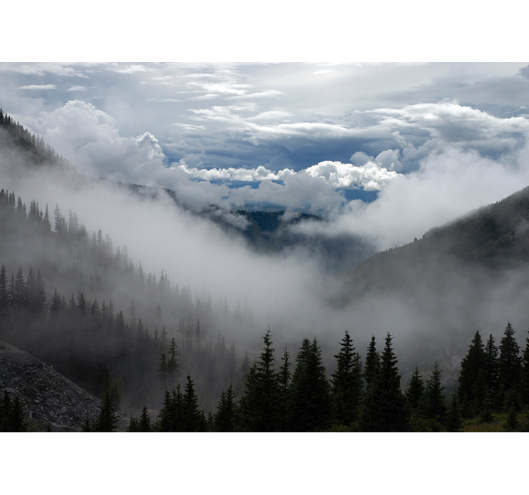 Mistig boslandschap fotobehang landschap - TenStickers