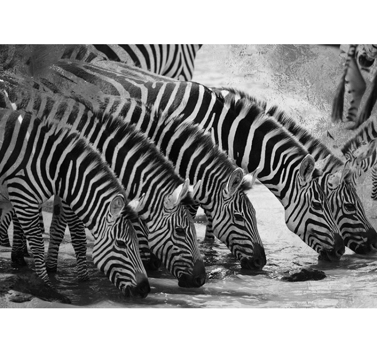 Zebra's drinken water fotobehang dieren - TenStickers
