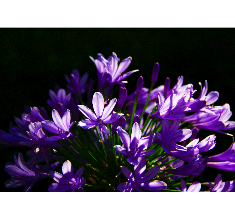 Paarse bloemenschoonheid fotobehang bloemen - TenStickers