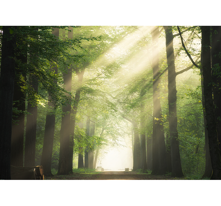 Behang bos stralende groene wouden - TenStickers