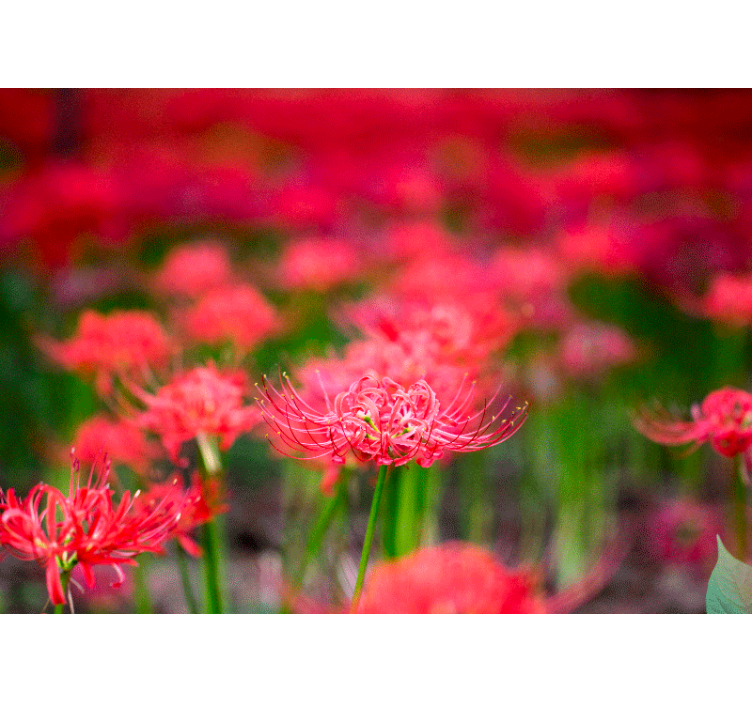 Fotobehang klaprozen levendige karmijnrode bloemen - TenStickers