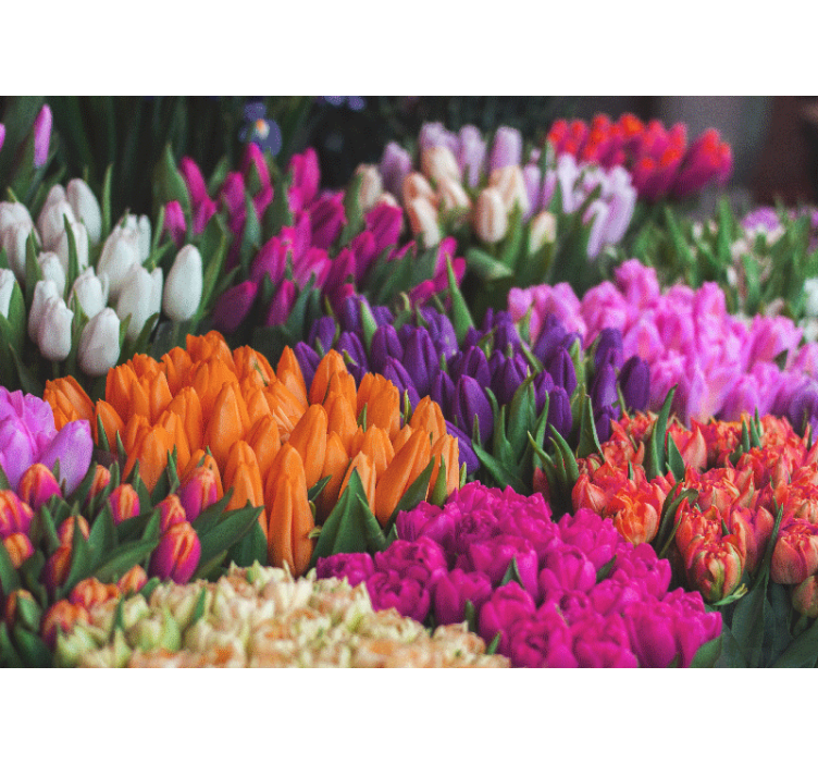 Fotobehang bloemen tulpen tuin weergave - TenStickers