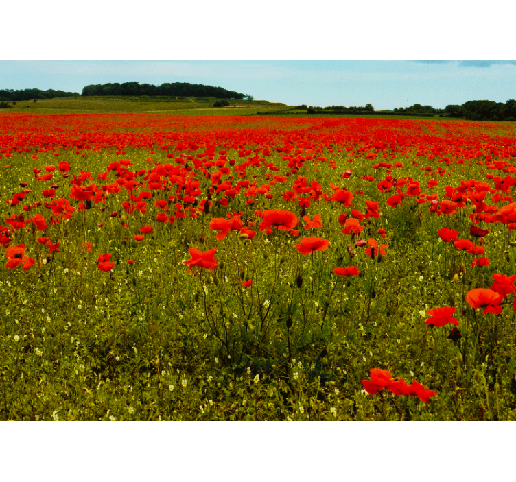 Fotobehang klaprozen vivid poppy field - TenStickers