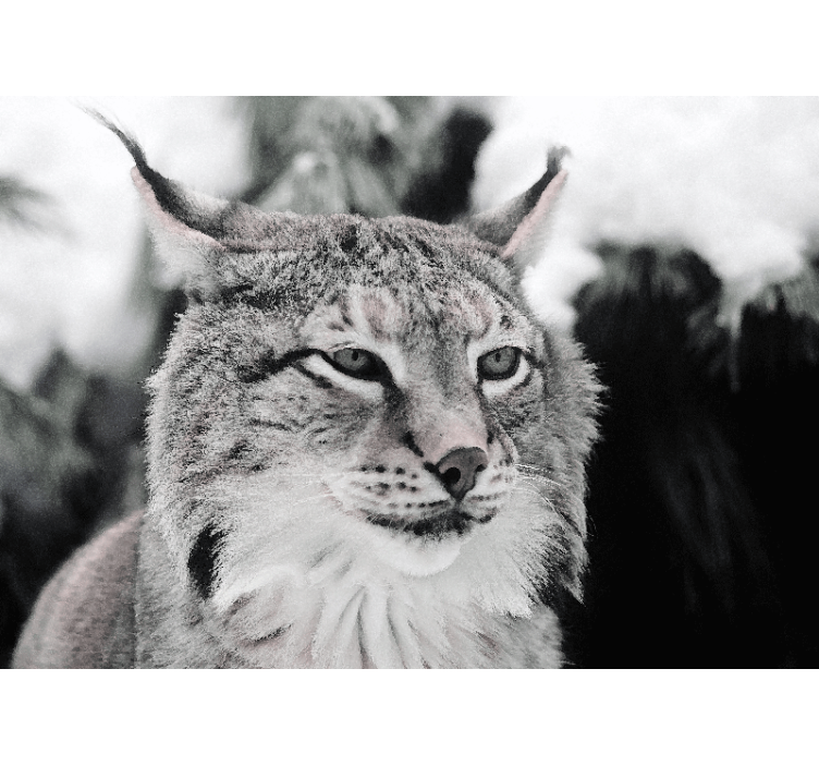 Fotobehang dieren lynx met indringende blik - TenStickers