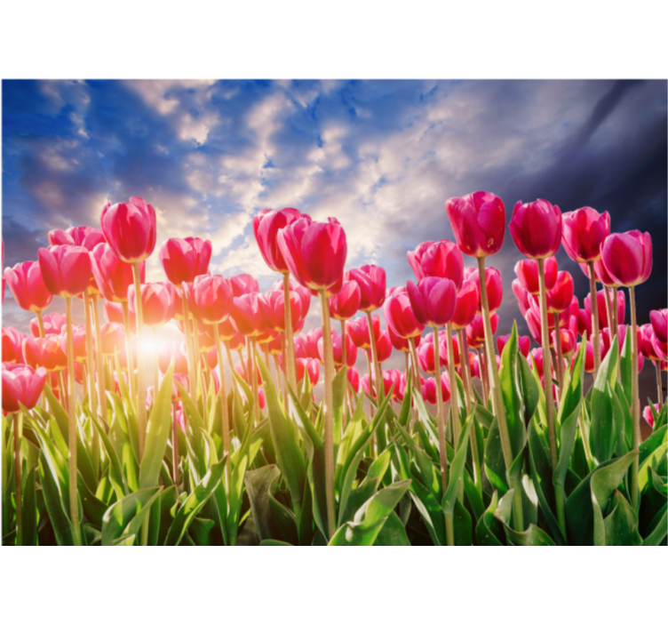 Fotobehang bloemen stralend tulpenveld - TenStickers