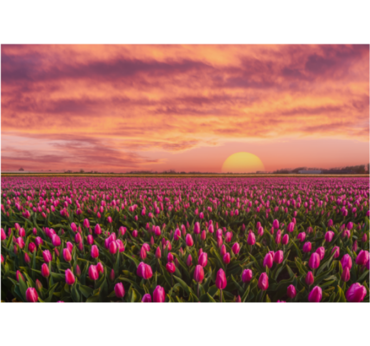 Fotobehang bloemen tulpenveld bij zonsondergang - TenStickers