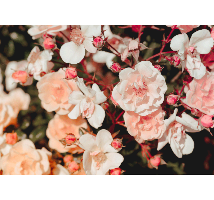 Fotobehang bloemen bloeiende rozenblaadjes - TenStickers