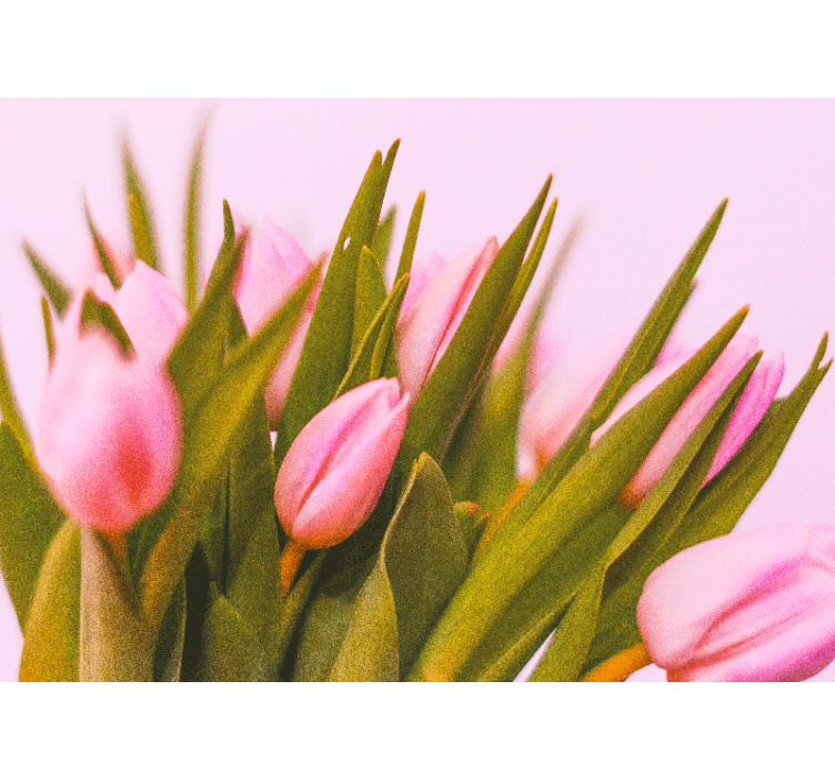 Fotobehang klaprozen roze tulpen in bloei - TenStickers