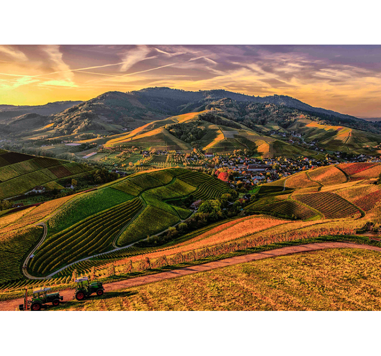 Weelderig uitzicht op wijngaard fotobehang landschap - TenStickers