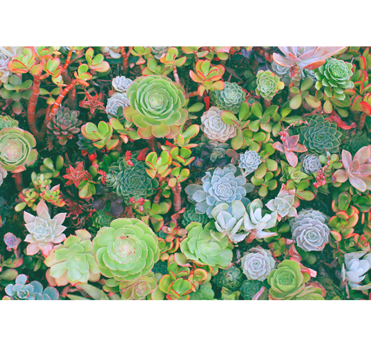 Fotobehang bloemen succulente tuin flora - TenStickers