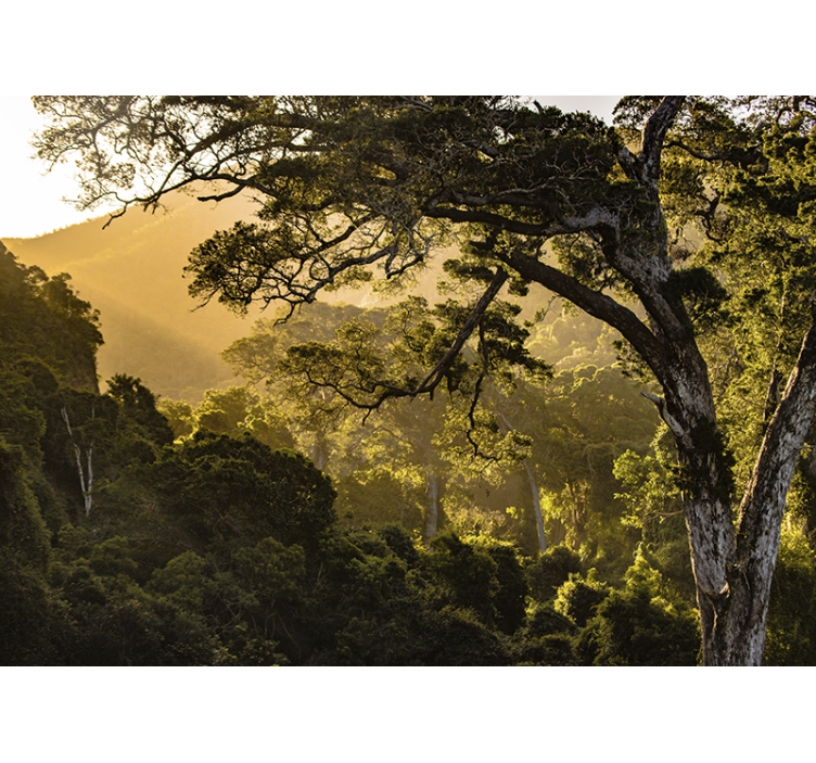 Foto behang natuur weelderige boslandschap - TenStickers
