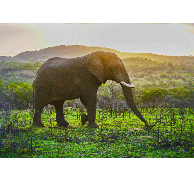 Fotobehang dieren majestueus olifantenlandschap - TenStickers