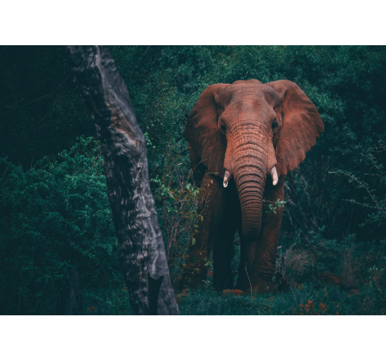 Fotobehang dieren majestueuze olifant aanwezigheid - TenStickers