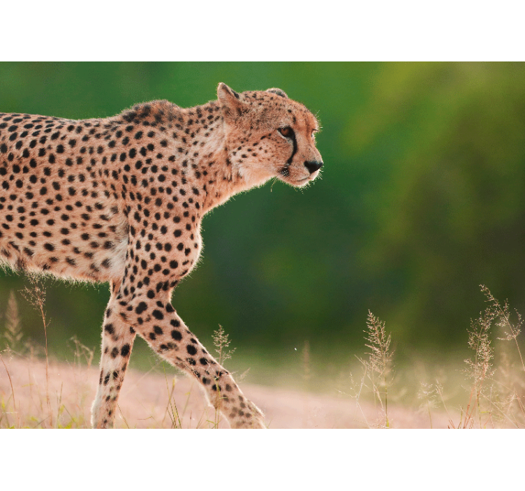 Fotobehang dieren cheetah in beweging - TenStickers