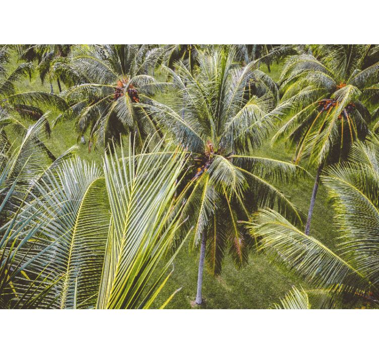 Foto behang natuur lush palmbladeren - TenStickers