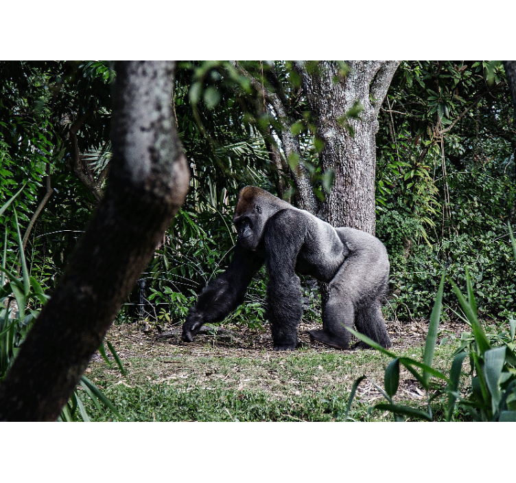 Fotobehang dieren majestueuze gorilla wandeling - TenStickers