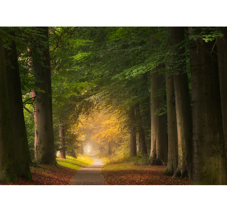 Foto behang natuur bospaadje scène - TenStickers