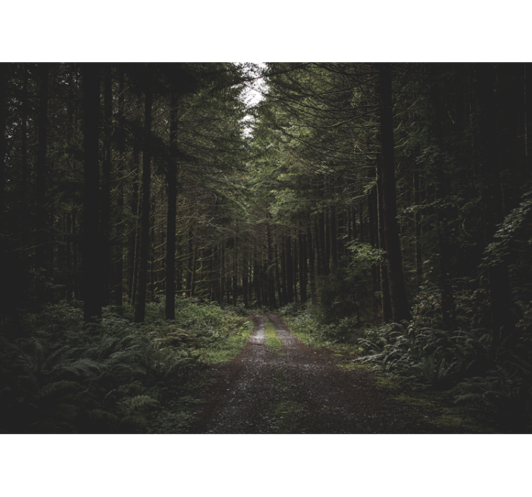 Foto behang natuur weelderig bospad - TenStickers