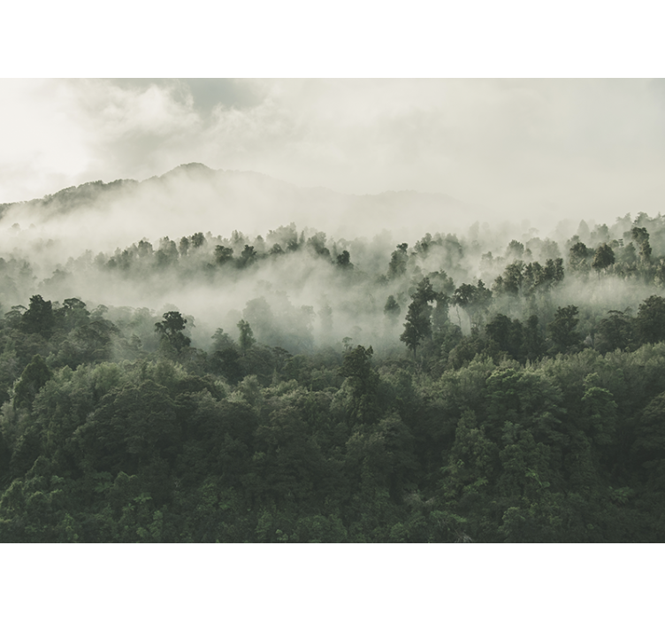 Behang bos met mist vanuit de lucht - TenStickers