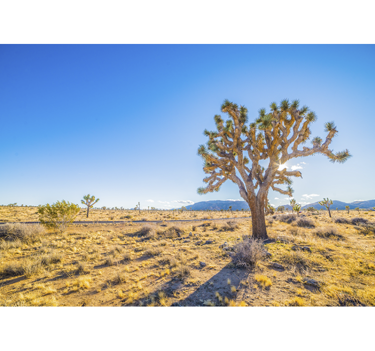 Foto behang bergen joshua tree landschap - TenStickers