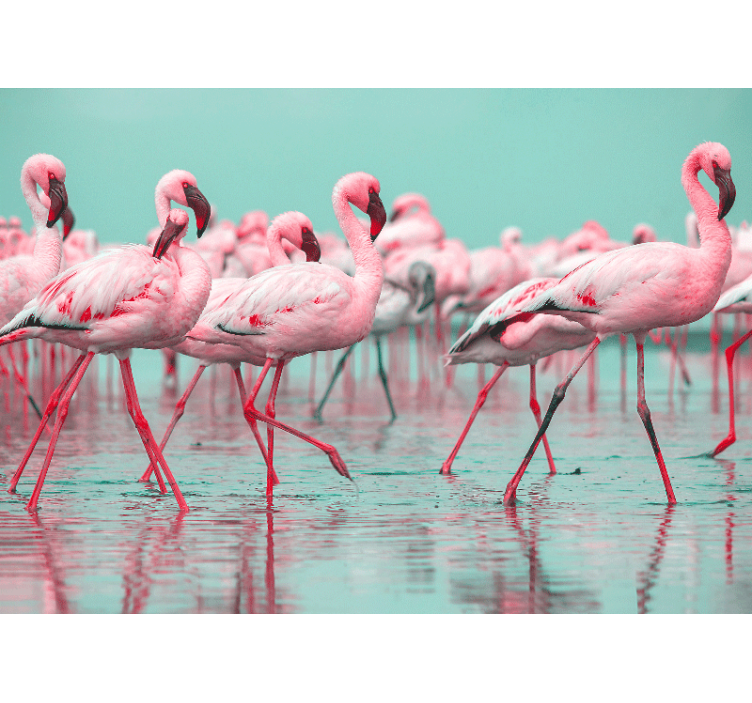 Fotobehang dieren flamingo's in een groep wandelen - TenStickers