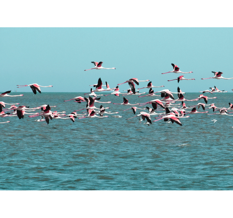 Fotobehang dieren flamingo's boven water - TenStickers