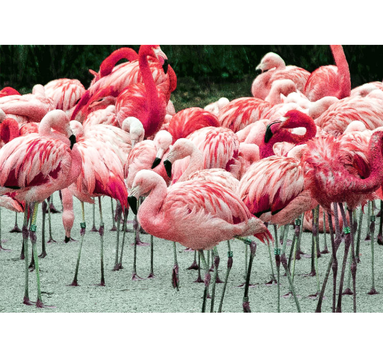 Fotobehang dieren flamingo's in een groep - TenStickers