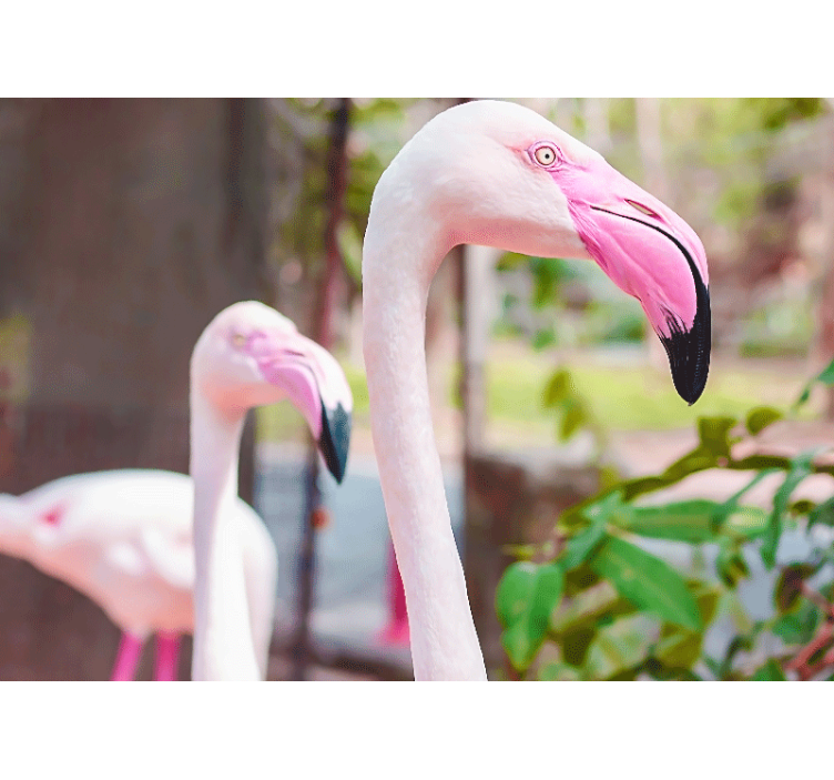 Foto behang diverse dieren elegante flamingo paar - TenStickers
