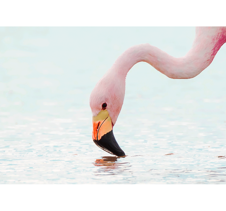 Foto behang diverse dieren flamingo waterreflectie - TenStickers