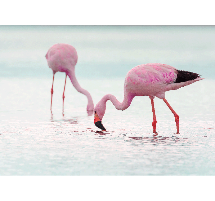 Fotobehang dieren flamingo voedingsscène - TenStickers