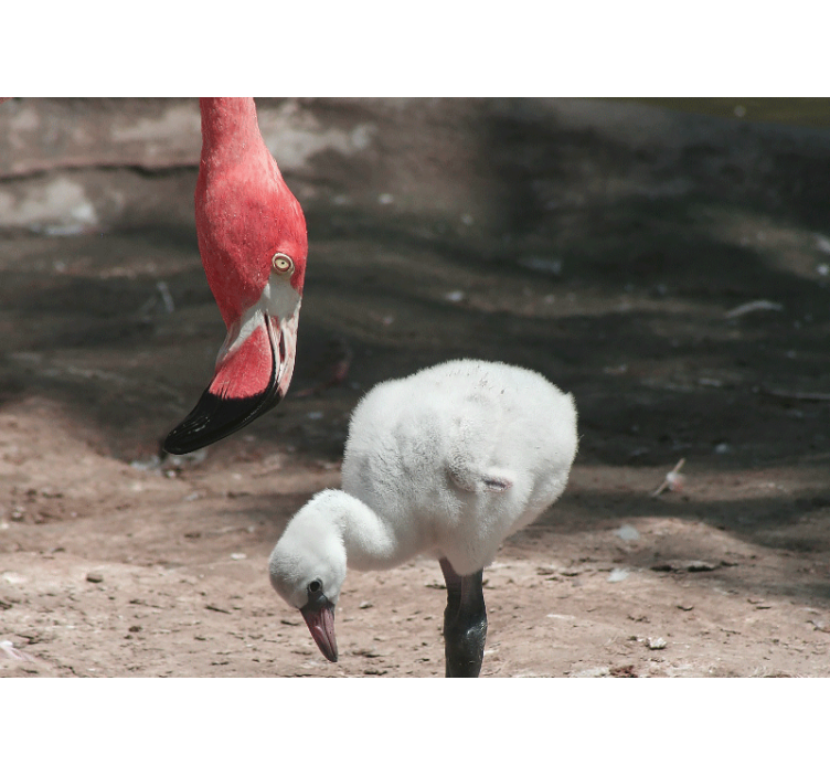 Fotobehang dieren flamingokip - TenStickers