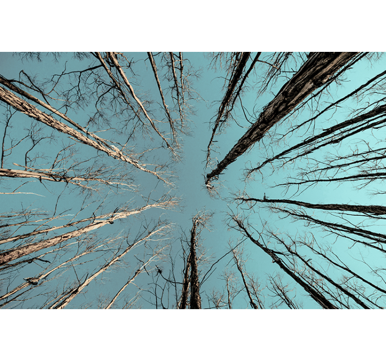 Bomen fotobehang bomen die de lucht bereiken - TenStickers