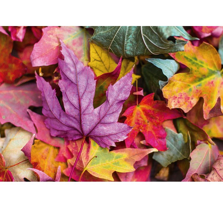 Fotobehang bloemen met kleurrijke bladenpatronen - TenStickers