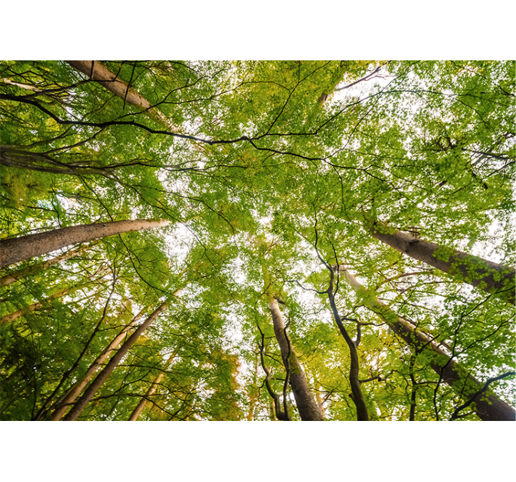 Weelderig groen bladerdak foto behang bos - TenStickers