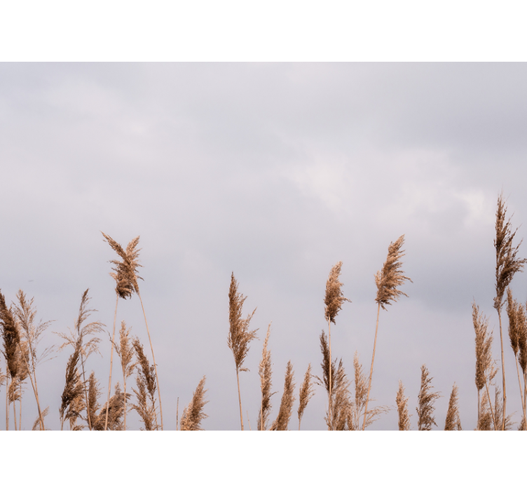 Bomen fotobehang hoge gras silhouetten - TenStickers