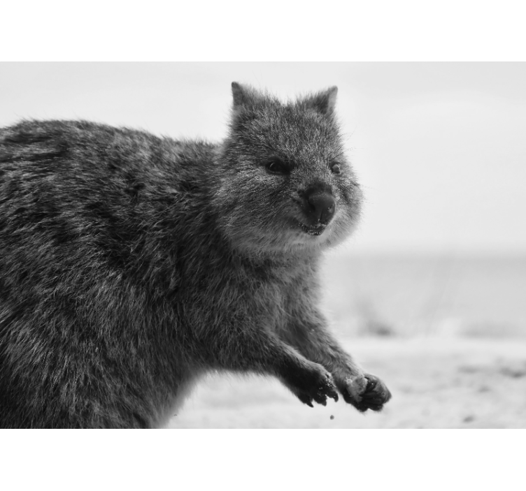 Fotobehang dieren close-up wombat gezicht - TenStickers